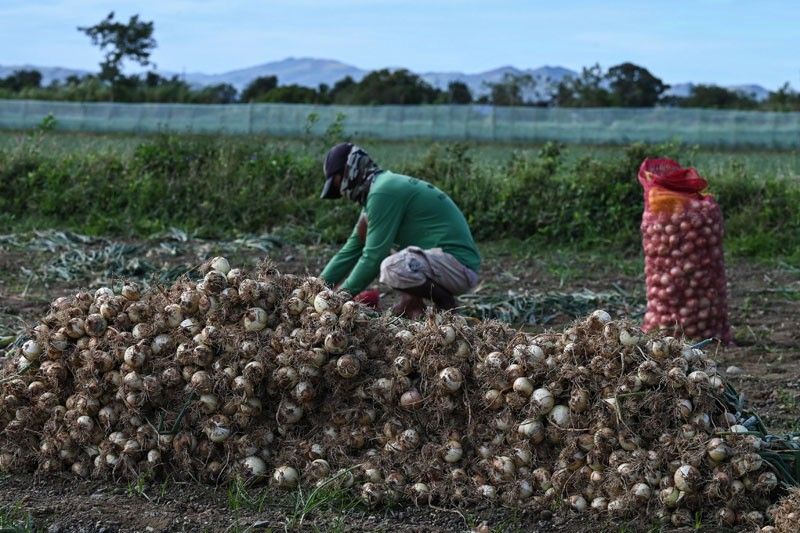 Onion farmers get help, but retail prices remain high