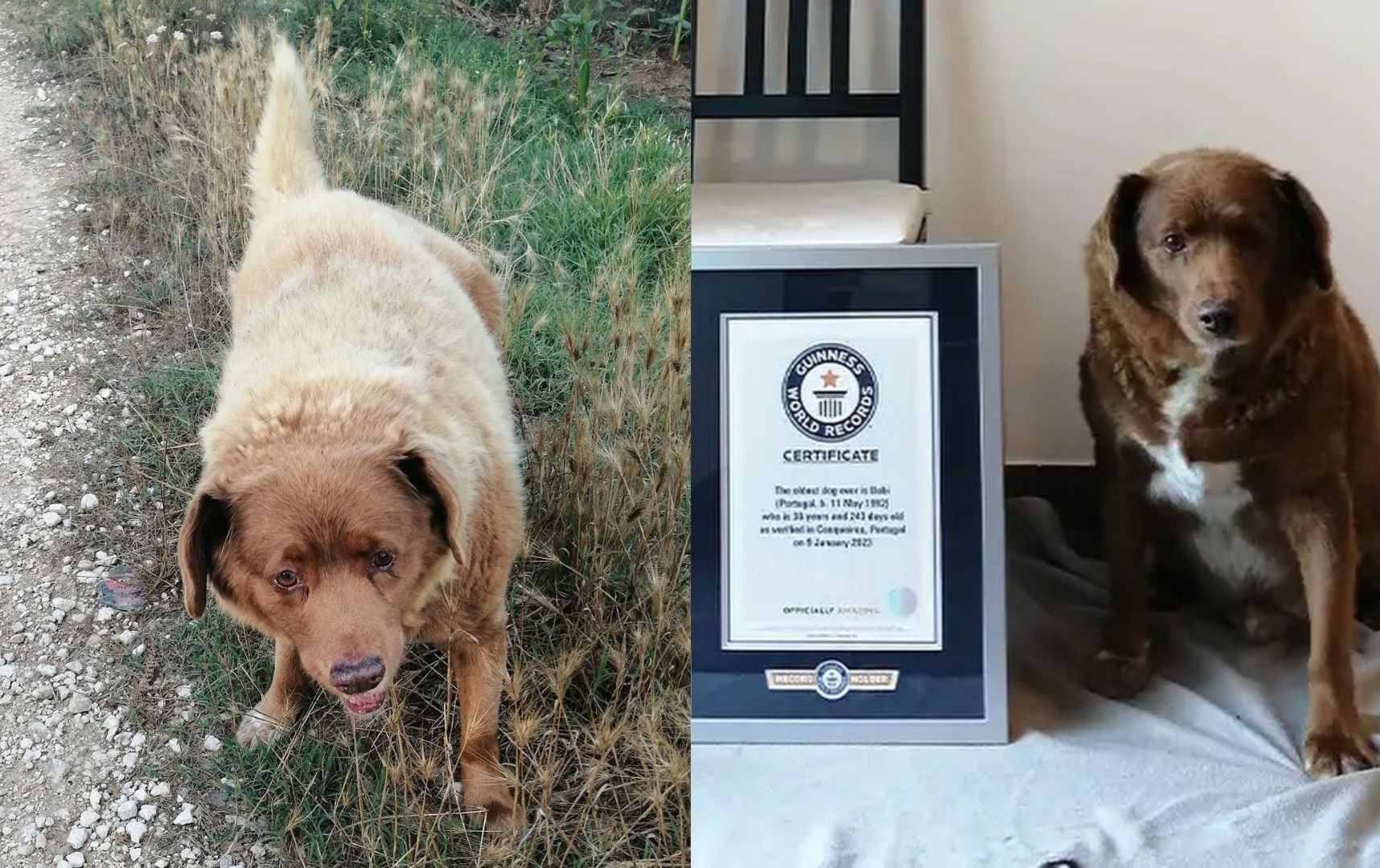 Meet Bobi, the new oldest dog in the world TrendRadars