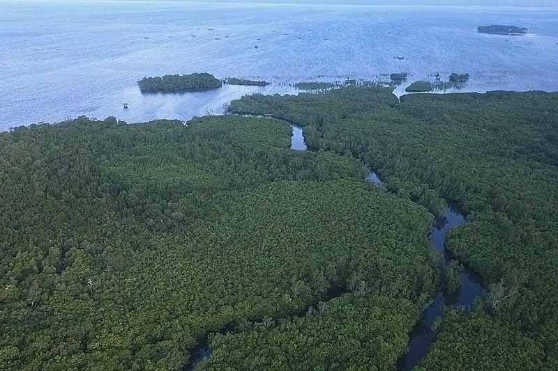 mangrove-bislig_2023-02-05_14-19-00