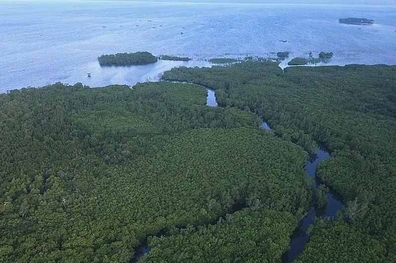 Mangrove restoration should include social aspects, involve community â�� study