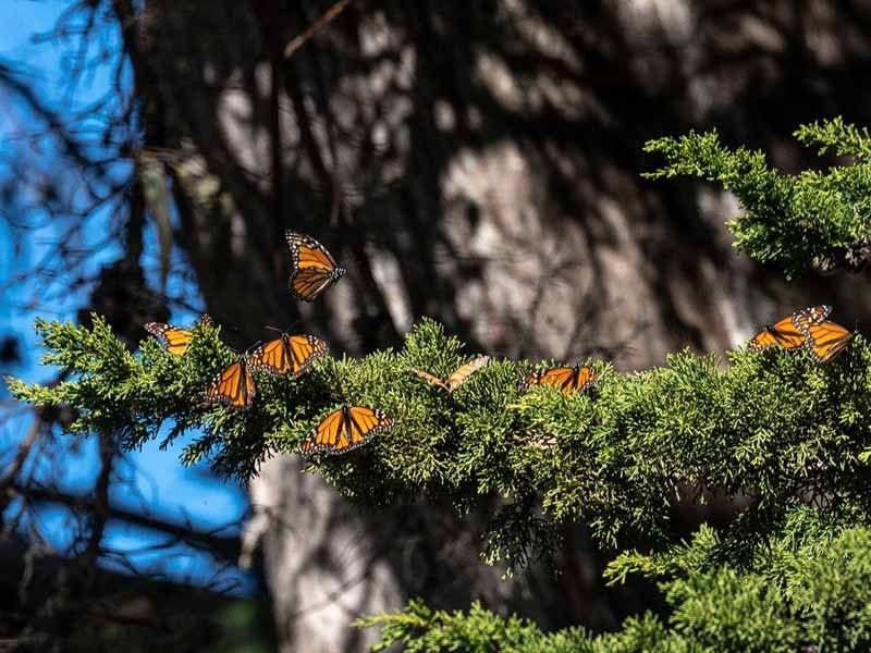 Endangered monarch butterflies face perilous storm