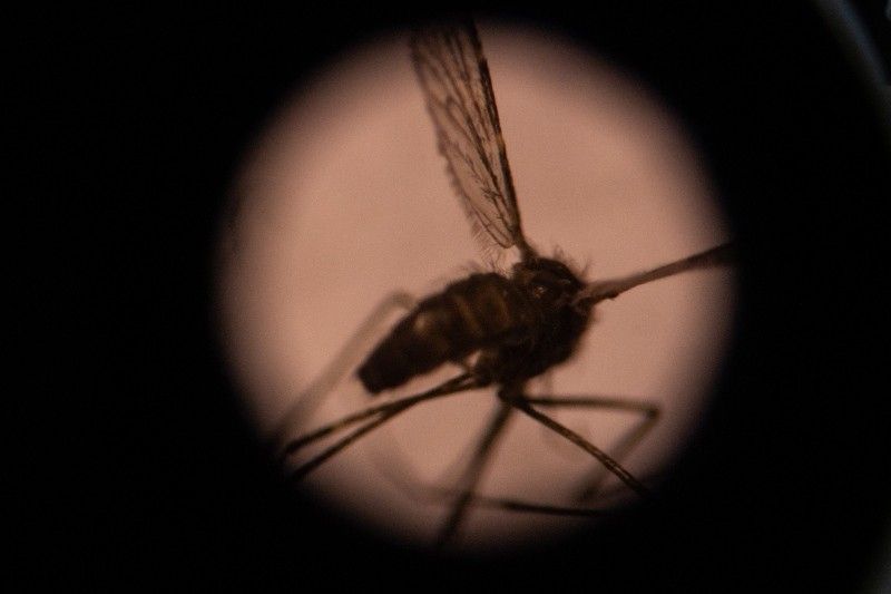 DOH: Except Palawan, all provinces are malaria-free