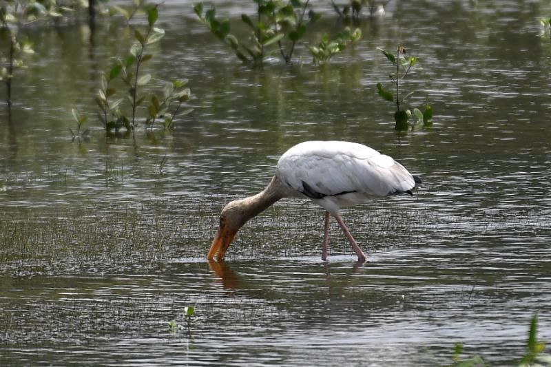 Global wetland loss lower than previous estimates â��Â study