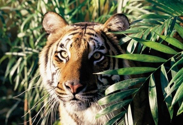 Luckiest year for Tigers, says Feng Shui Master Joseph Chau