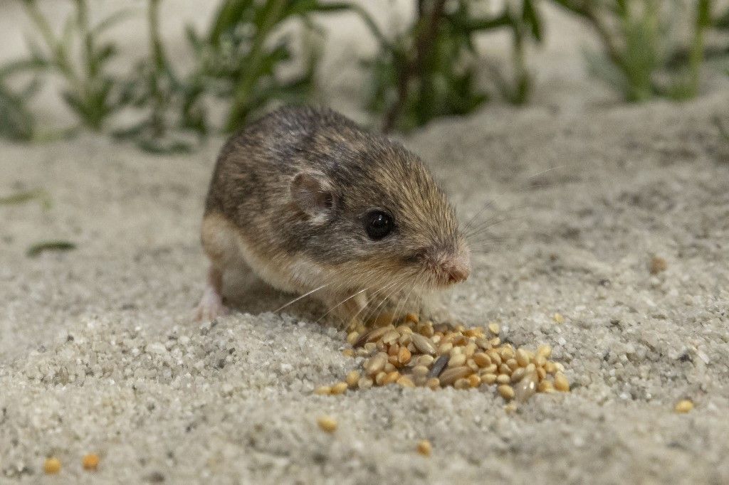 Make it so: Mouse named after Patrick Stewart is world's oldest