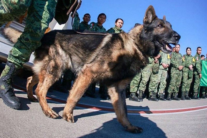 Mexico hails 'heroic' rescue dog that died in Turkey