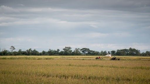 4 years since rice tariffication: Farmers' income per hectare shrank by 40%