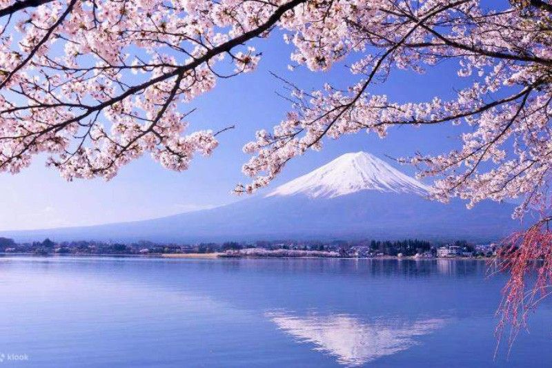 The ultimate cherry blossom trip: 3 ways to experience