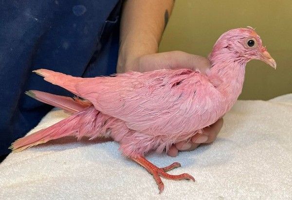 White pigeon dyed pink for rumored gender reveal party dies