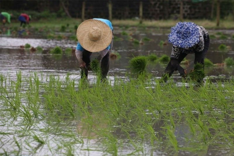 Bulacan farmers probed over sale of fertilizer subsidies