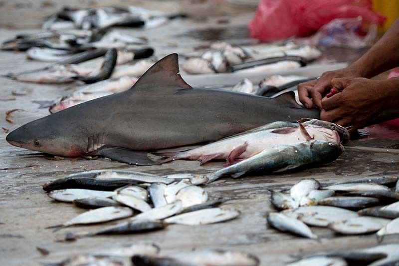 Advocates call for law to protect sharks and rays from illegal fishing, other threats