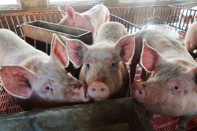 Cebu melarang babi, produk babi dari Negros