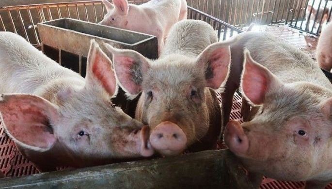 Cebu bans hogs, pork products from Negros