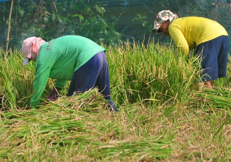 Kelompok tani mengalami kerugian sebesar P7,7 miliar karena beras impor yang diremehkan