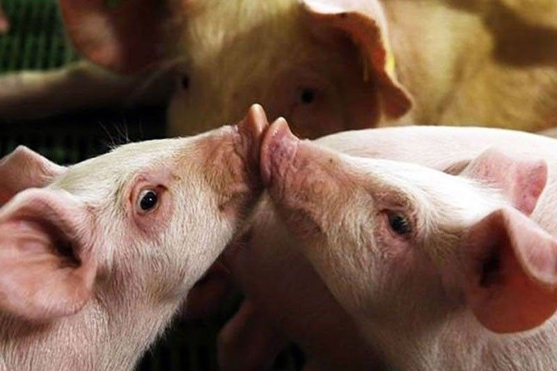Culling of pigs will stop ASF spread â�� BAI