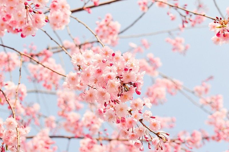 Chasing cherry blossoms when traveling Japan, South Korea and Taiwan are  the best bets