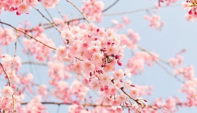 일본, 한국, 대만을 방문할 때 벚꽃을 쫓는 것은 큰 도전입니다.