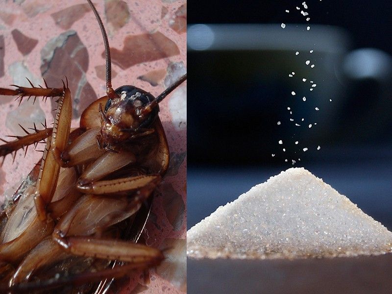 Sugar traps force cockroaches to adapt new sex 'gifts'