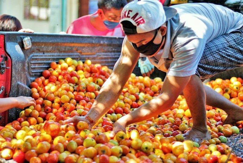 Farmgate price of tomatoes drops to P3-P5/kilo â�� DA