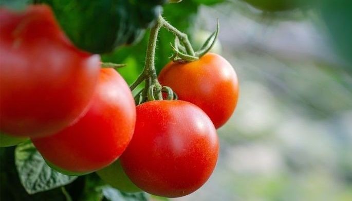 DOST to tomato growers: Make chichamatis, ToMango juice