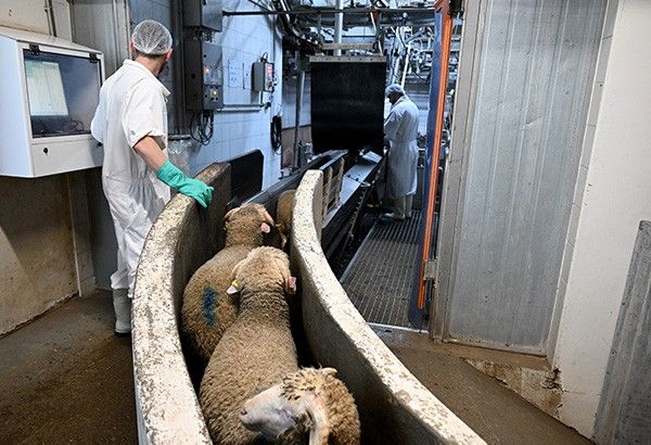 Keheningan domba saat ternak Prancis disembelih untuk Paskah