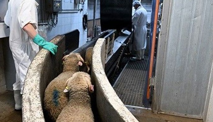 Silence of the lambs as French livestock slaughtered for Easter