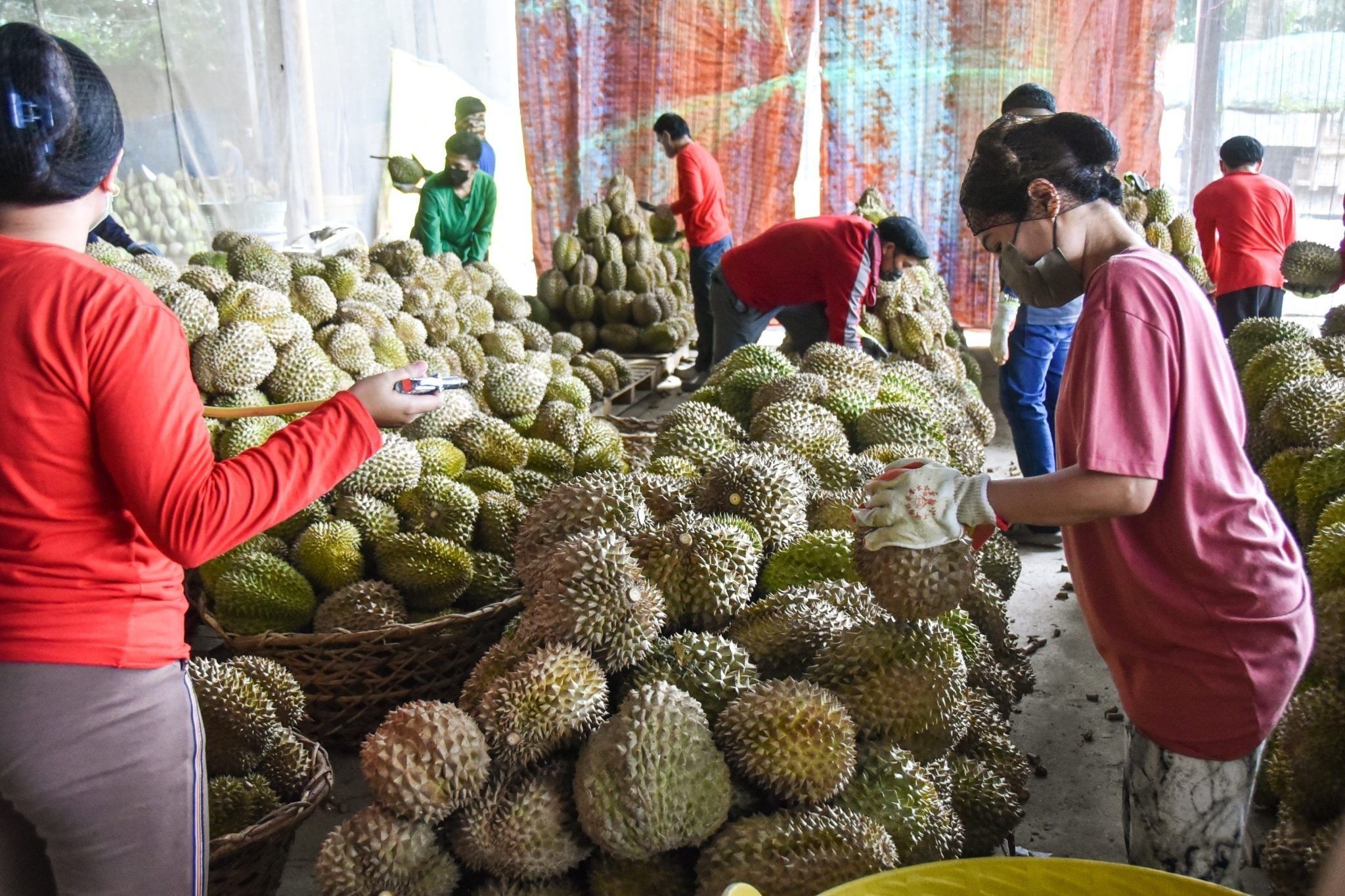 Philippines starts exporting durian to China