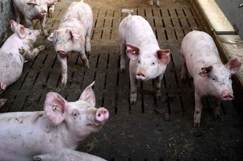 Nearly 60 hogs in Bohol test positive for ASF