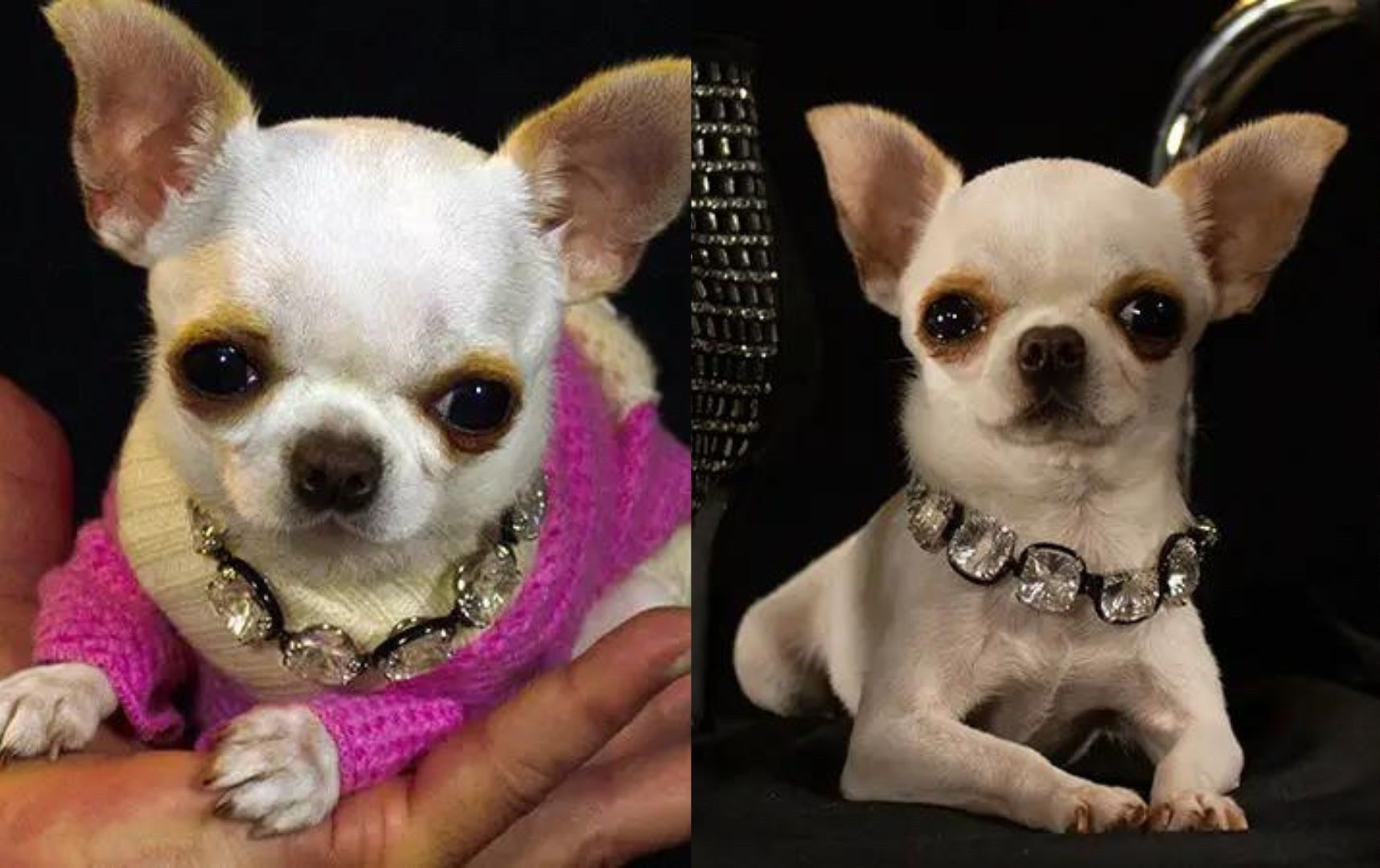 World's smallest living dog is 9-cm Chihuahua