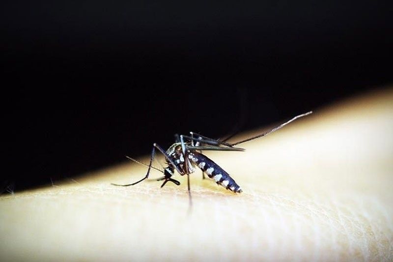 Dengue also common during dry season â�� DOH