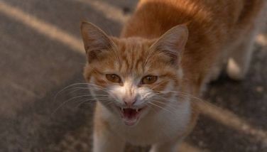 Cat sole survivor of 377-foot fall in US canyon