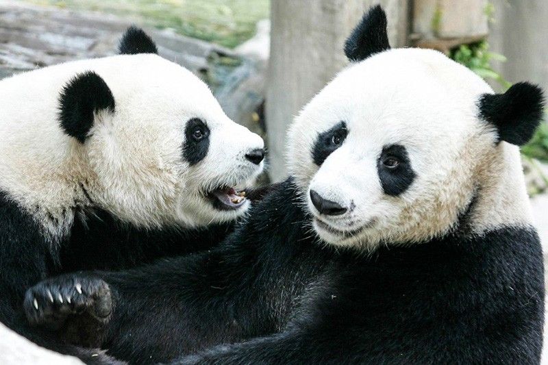 Panda on loan from China dies in Thailand aged 21 | Philstar.com