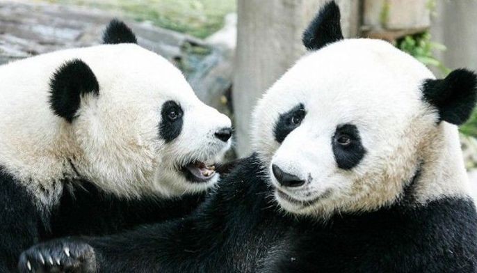 Panda on loan from China dies in Thailand aged 21