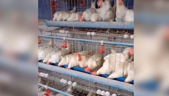 El DA prohíbe el pollo y los productos avícolas de Chile afectado por la gripe aviar