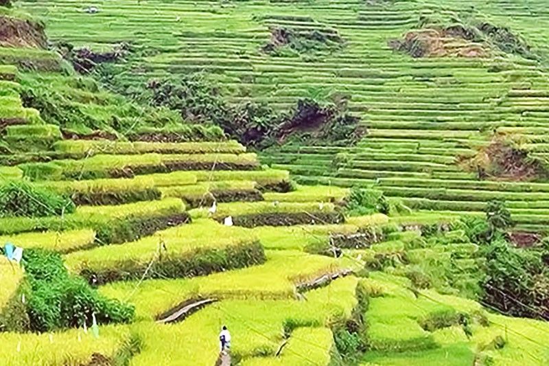 Bontoc terraces nominated for Unesco award