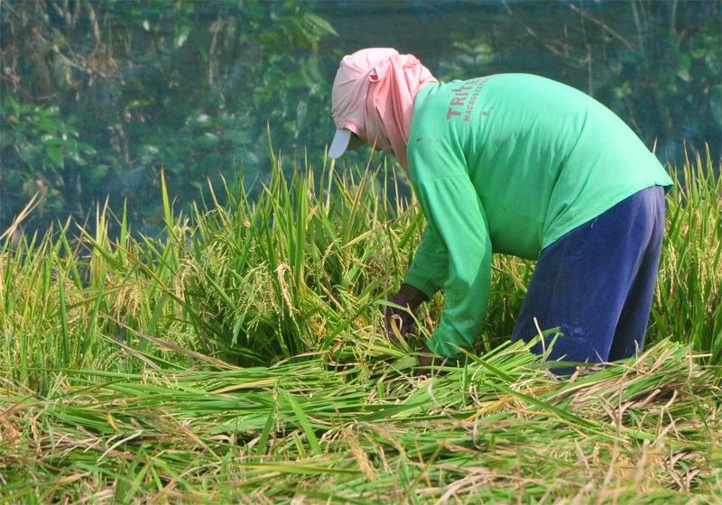 Palay, corn output rise in Q1