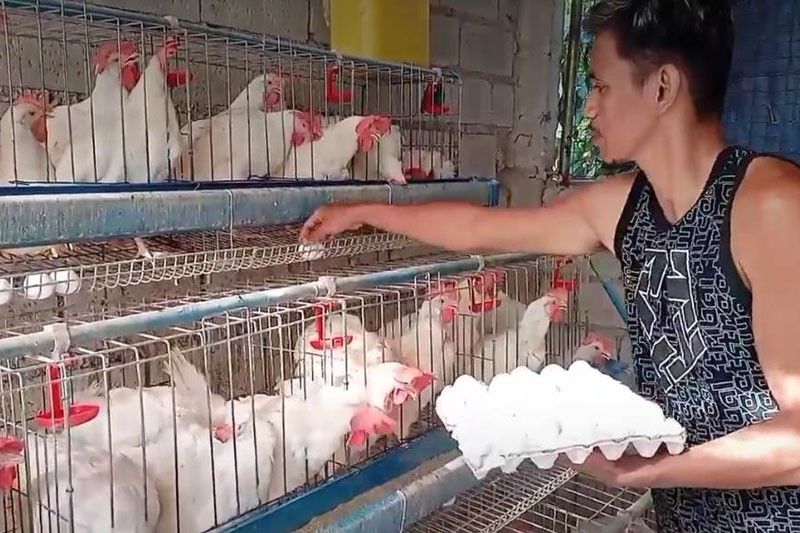 Bird flu cuts Philippine egg production by 20 percent