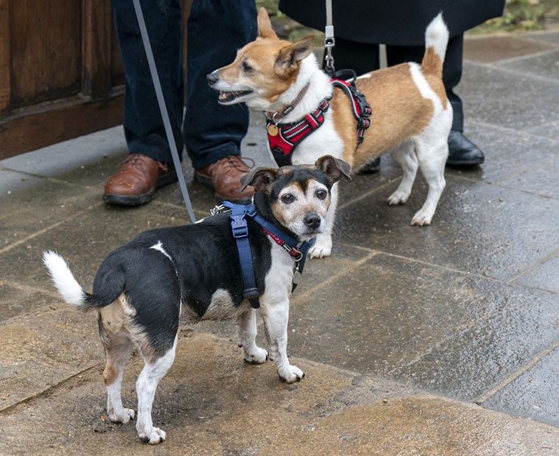 Move Over Corgis: Jack Russell Becomes New Royal Top Dog | Philstar.Com