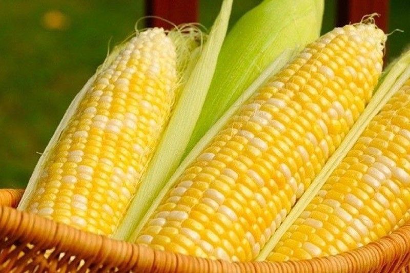 San Miguel Foods buys corn from farmers nationwide