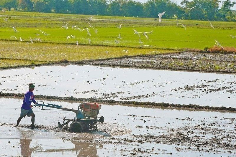 Agricultural output up by 2.1% in Q1
