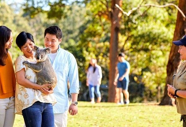 LIST: Top places in Brisbane, Australia to see or hug a koala