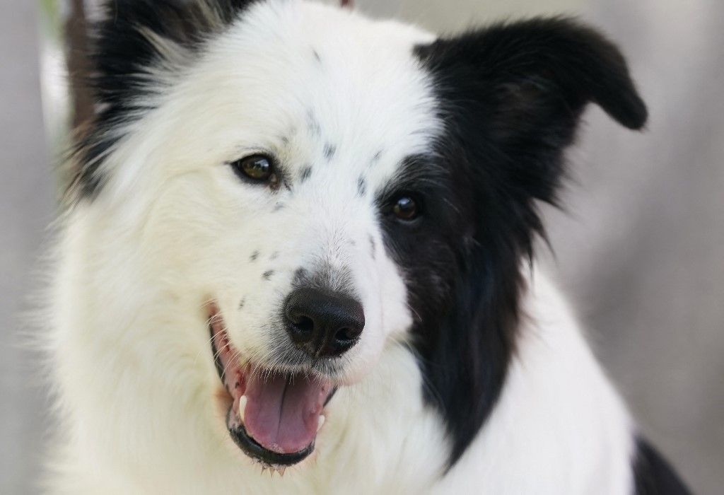 'Messi' the border collie crowned top dog actor at Cannes