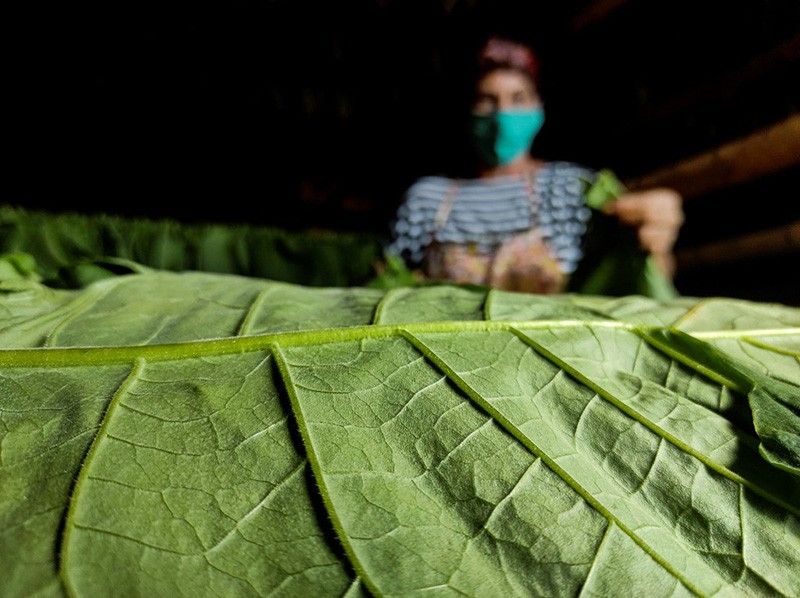 WHO backs farmers to grow food instead of tobacco