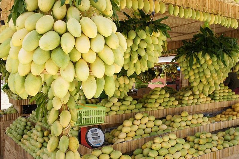 â��Sweetestâ�� Guimaras mango becomes first geographical indication in Philippines