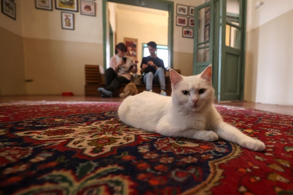 Purrfect for Persians: Tehran's 'meowseum'