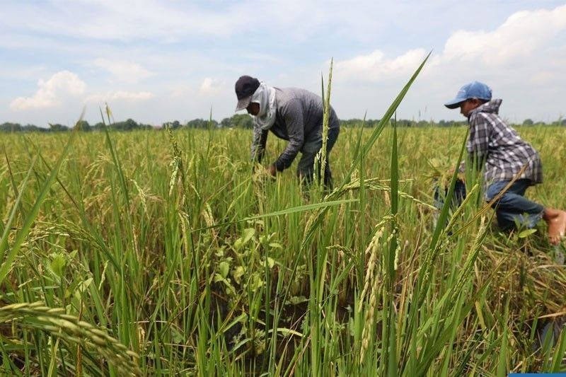 DA issues guidelines on project grants to raise farm output