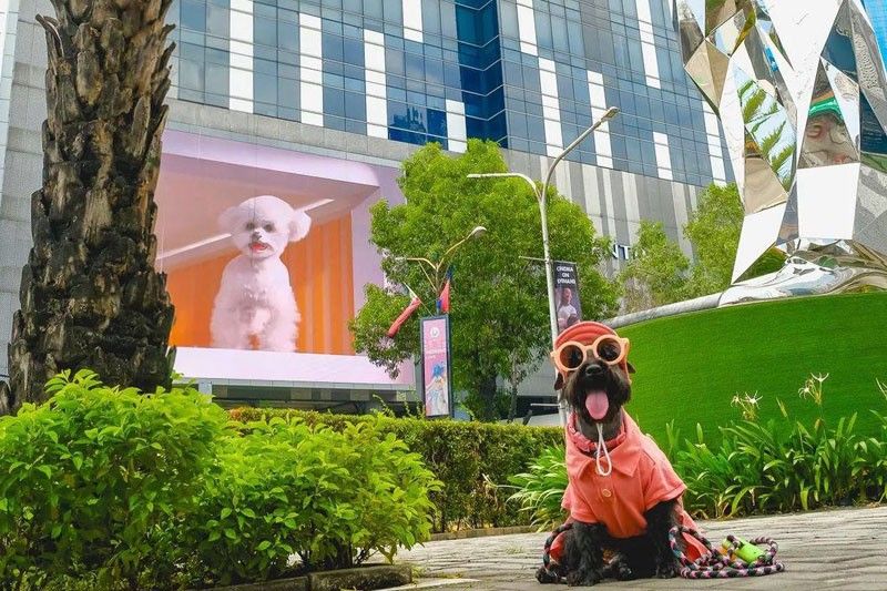 Search on for next fur baby model on EDSA billboard