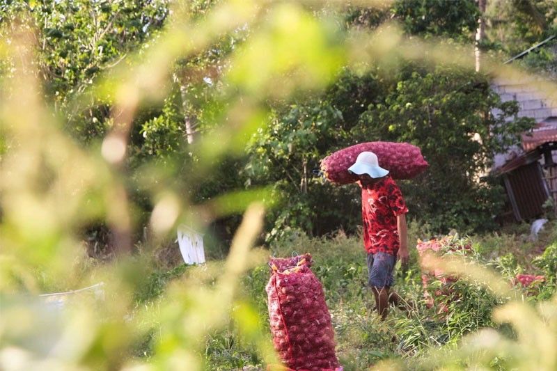 Fund creation proposed to support local onion farmers