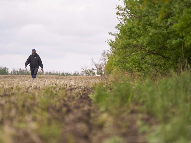 Canadian Prairies farmers try to adapt to a warming world