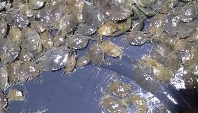 BFAR ban threatens livelihood of crab farmers in Sorsogon &mdash; group